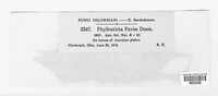 Phyllosticta paviae image